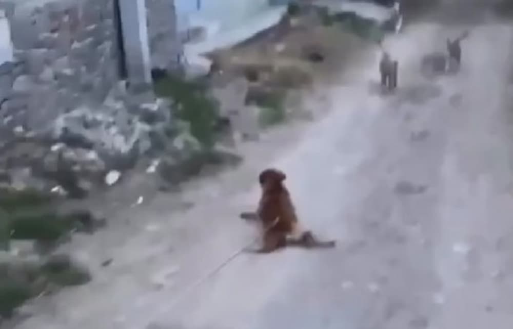 Piden investigar presunto caso de maltrato animal en Guadalupe Septién, Pedro Escobedo Piden investigar presunto caso de maltrato animal en Guadalupe Septién, Pedro Escobedo