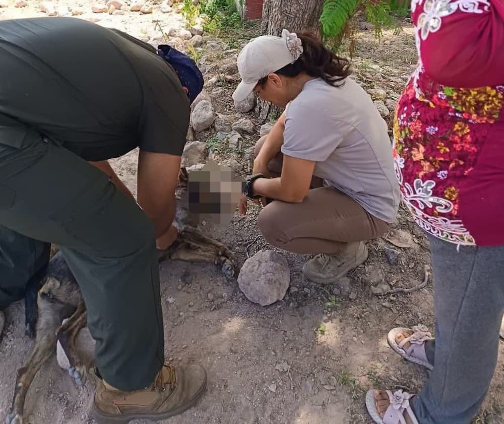 Reportan envenenamiento de un perro en Los Cerritos; caso que está en proceso legal Reportan envenenamiento de un perro en Los Cerritos; caso que está en proceso legal