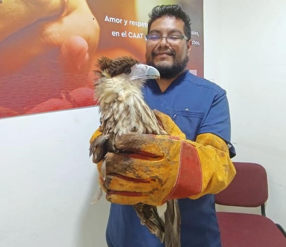 Rescatan a caracara juvenil en la zona de Santa Fe, Tequisquiapan Rescatan a caracara juvenil en la zona de Santa Fe, Tequisquiapan