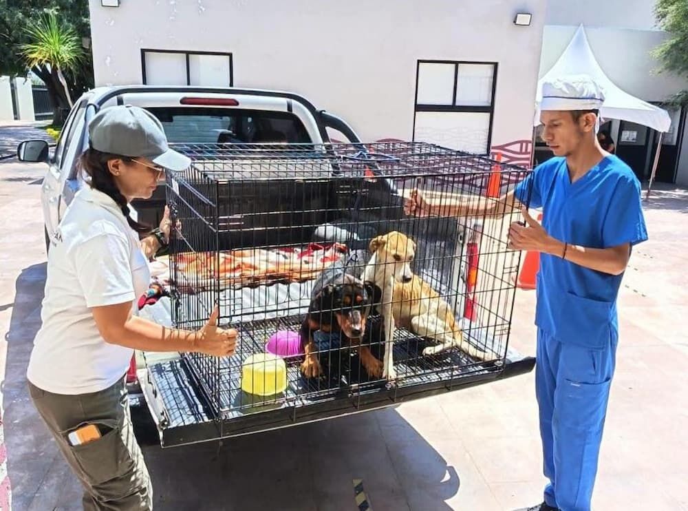 Rescatan a siete animales en presunto caso de maltrato en San Nicolás, Tequisquiapan Rescatan a siete animales en presunto caso de maltrato en San Nicolás, Tequisquiapan