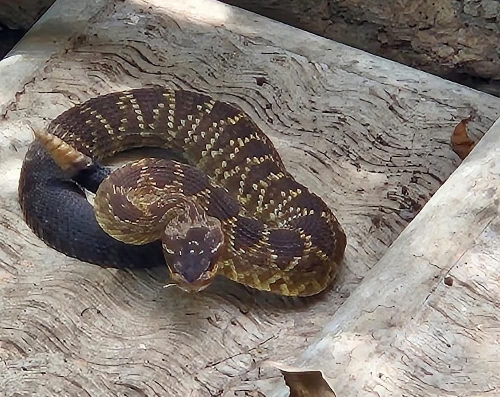 Rescatan víbora de cascabel que ingresó a un domicilio en Solares Banthí, SJR Rescatan víbora de cascabel que ingresó a un domicilio en Solares Banthí, SJR