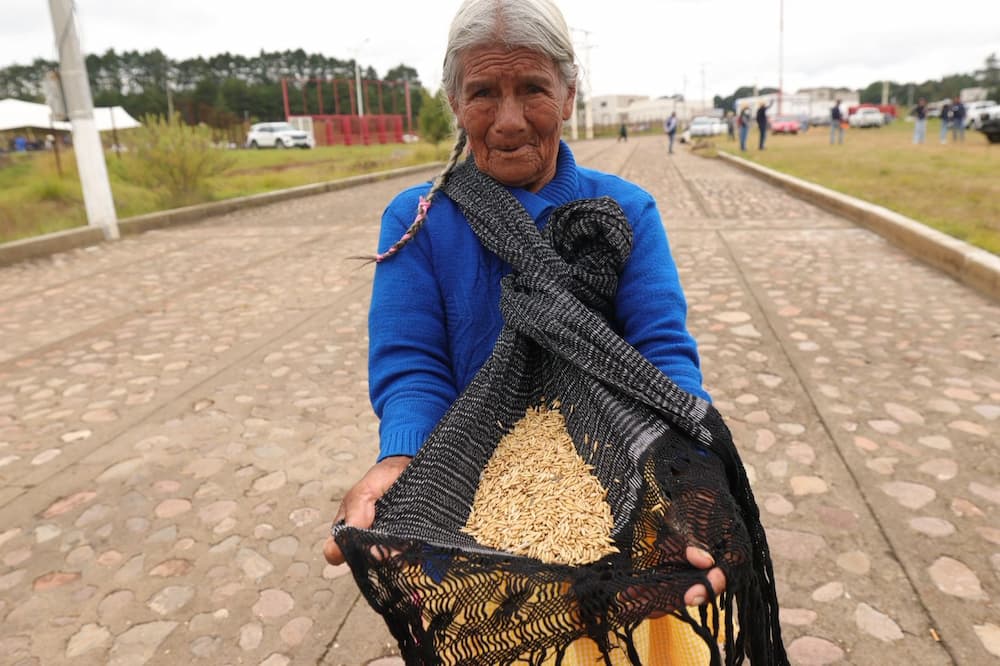 Fortalece SEDEA al campo amealcense con entrega de semilla forrajera Fortalece SEDEA al campo amealcense con entrega de semilla forrajera
