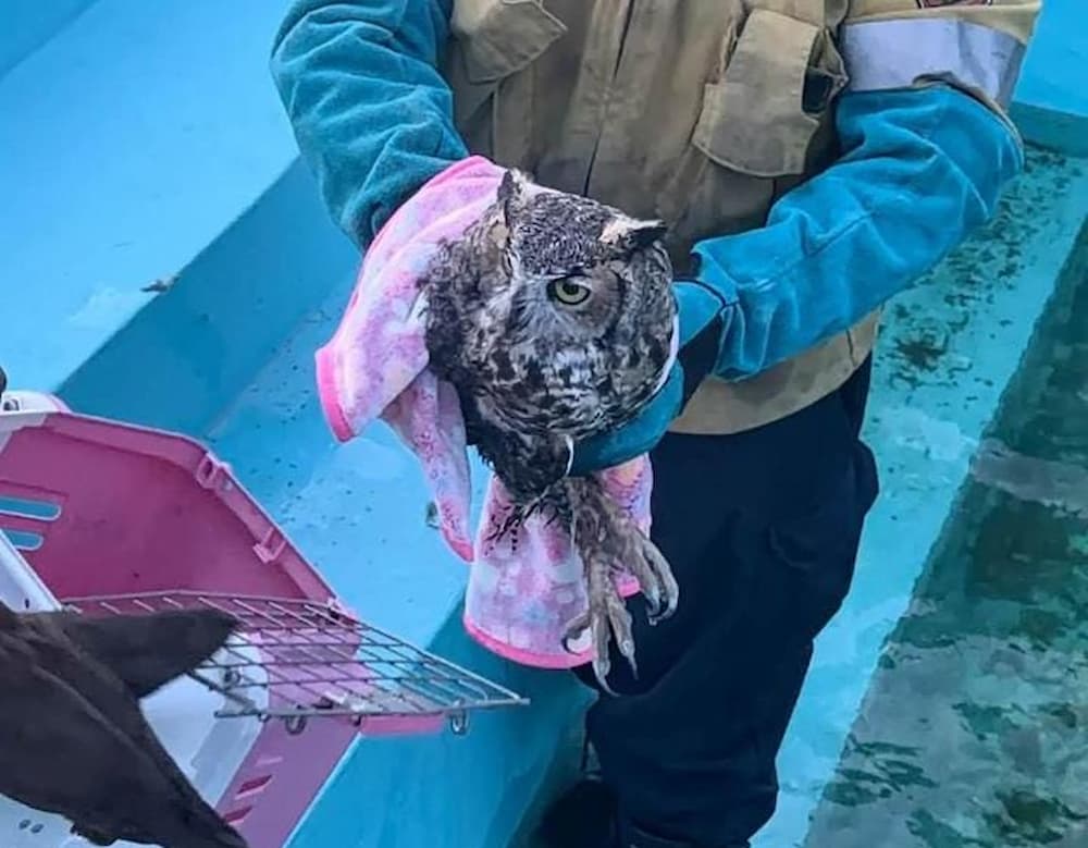 Rehabilitarán a búho rescatado en El Palmar para regresar a su hábitat Rehabilitarán a búho rescatado en El Palmar para regresar a su hábitat