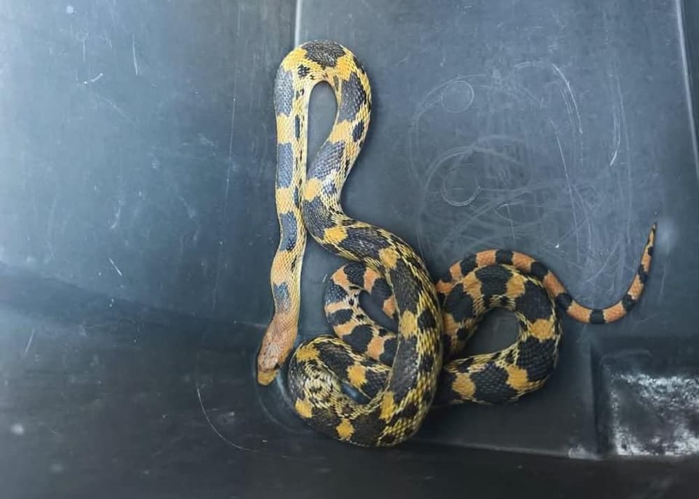 Rescatan víbora encontrada en un preescolar en Rancho Banthí, SJR Rescatan víbora encontrada en un preescolar en Rancho Banthí, SJR