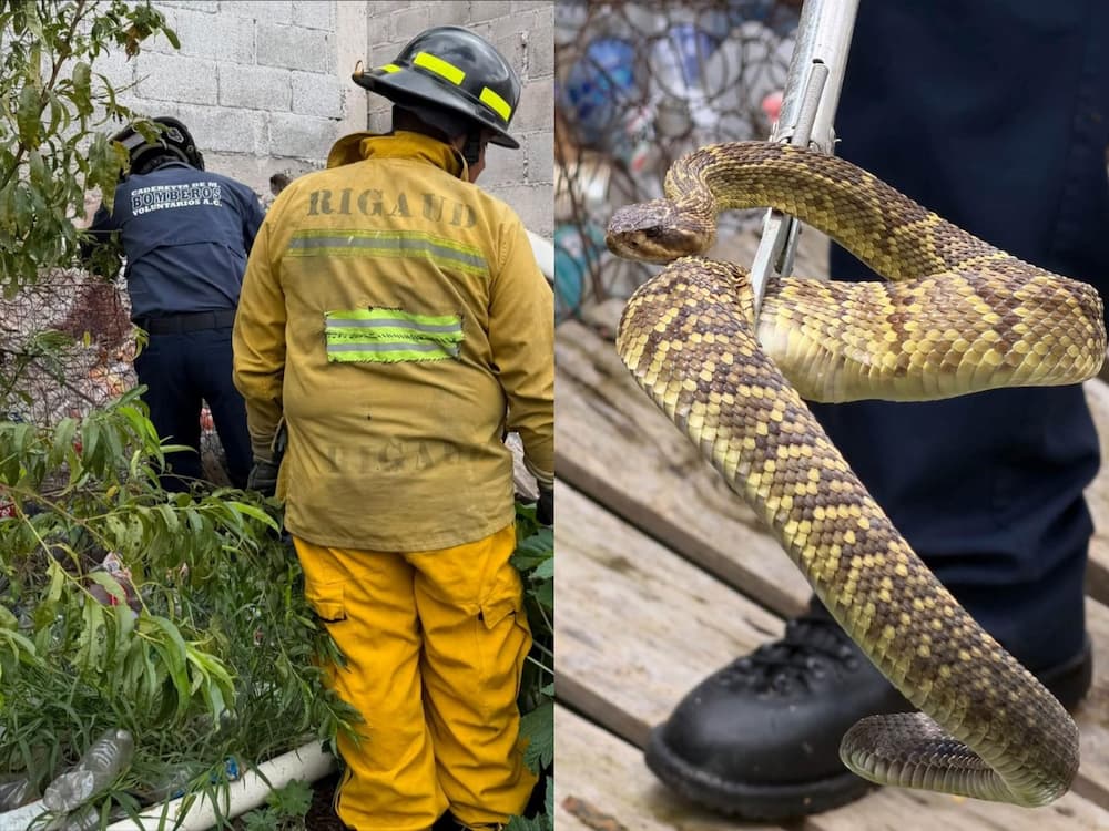 Rescatan y reubican reptil localizado dentro de un domicilio en Cadereyta Rescatan y reubican reptil localizado dentro de un domicilio en Cadereyta