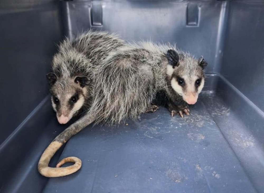 Resguardan a dos tlacuaches juveniles tras ser encontrados en una vivienda de San Juan del Río Resguardan a dos tlacuaches juveniles tras ser encontrados en una vivienda de San Juan del Río