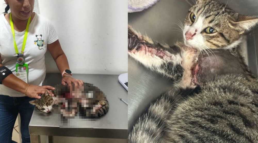 Tras ataque de un perro, amputan una pata a una gata en Tequisquiapan Tras ataque de un perro, amputan una pata a una gata en Tequisquiapan