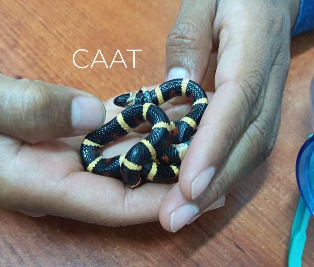 Ciudadano entrega voluntariamente serpiente al CAAM de Tequisquiapan Ciudadano entrega voluntariamente serpiente al CAAM de Tequisquiapan