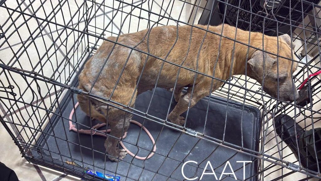 Rescatan a perrita con sarna y signos de deshidratación en Tequisquiapan (1) Rescatan a perrita con sarna y signos de deshidratación en Tequisquiapan