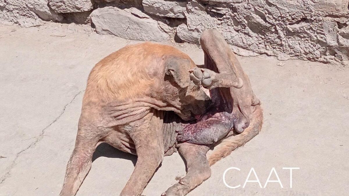 Rescatan a perrita con sarna y signos de deshidratación en Tequisquiapan 1 Rescatan a perrita con sarna y signos de deshidratación en Tequisquiapan