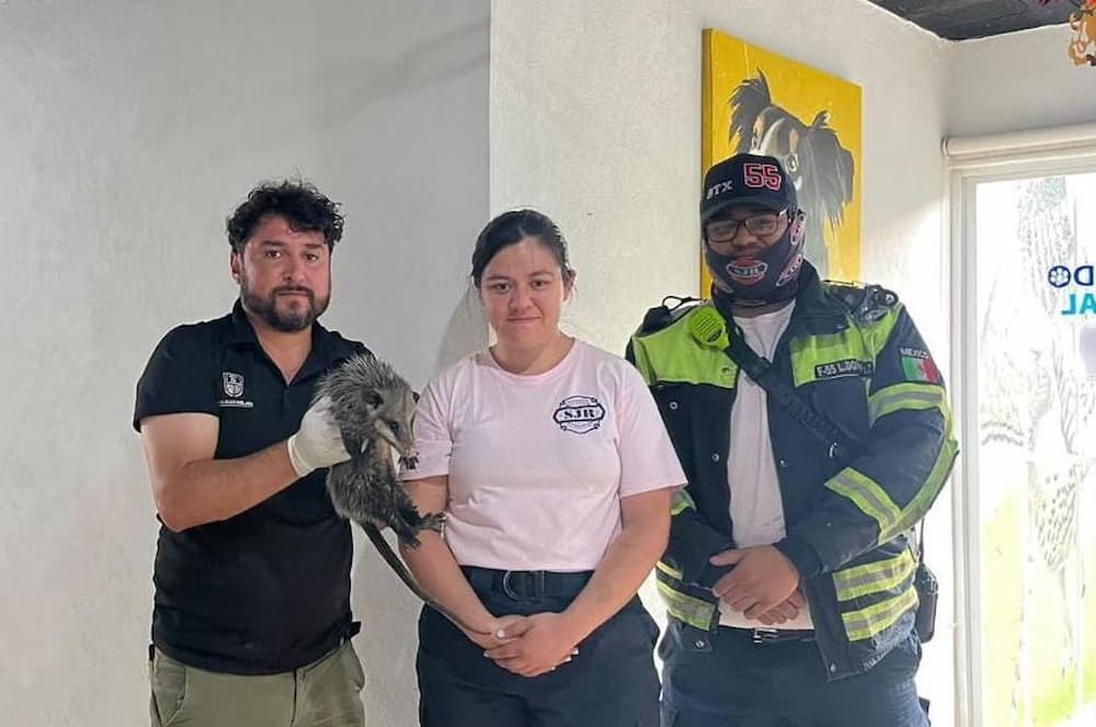 Trasladan a tlacuache para valoración tras ser encontrado en estacionamiento de SJR Trasladan a tlacuache para valoración tras ser encontrado en estacionamiento de SJR